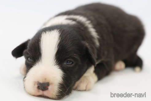 成約済の神奈川県のボーダーコリー-369086の7枚目